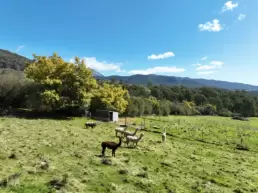 Local alpaccas on the property at 215 Mt Buffalo Pool House. A family friendly and pet friendly accommodation in Porepunkah.